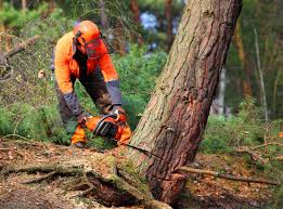 Best Hazardous Tree Removal  in Inola, OK