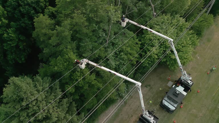 Best Emergency Tree Removal  in Inola, OK