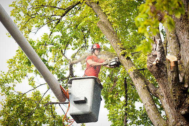 Best Arborist Consultation Services  in Inola, OK