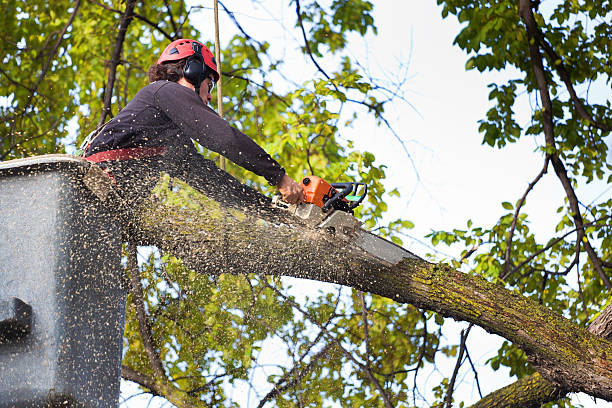 Best Leaf Removal  in Inola, OK